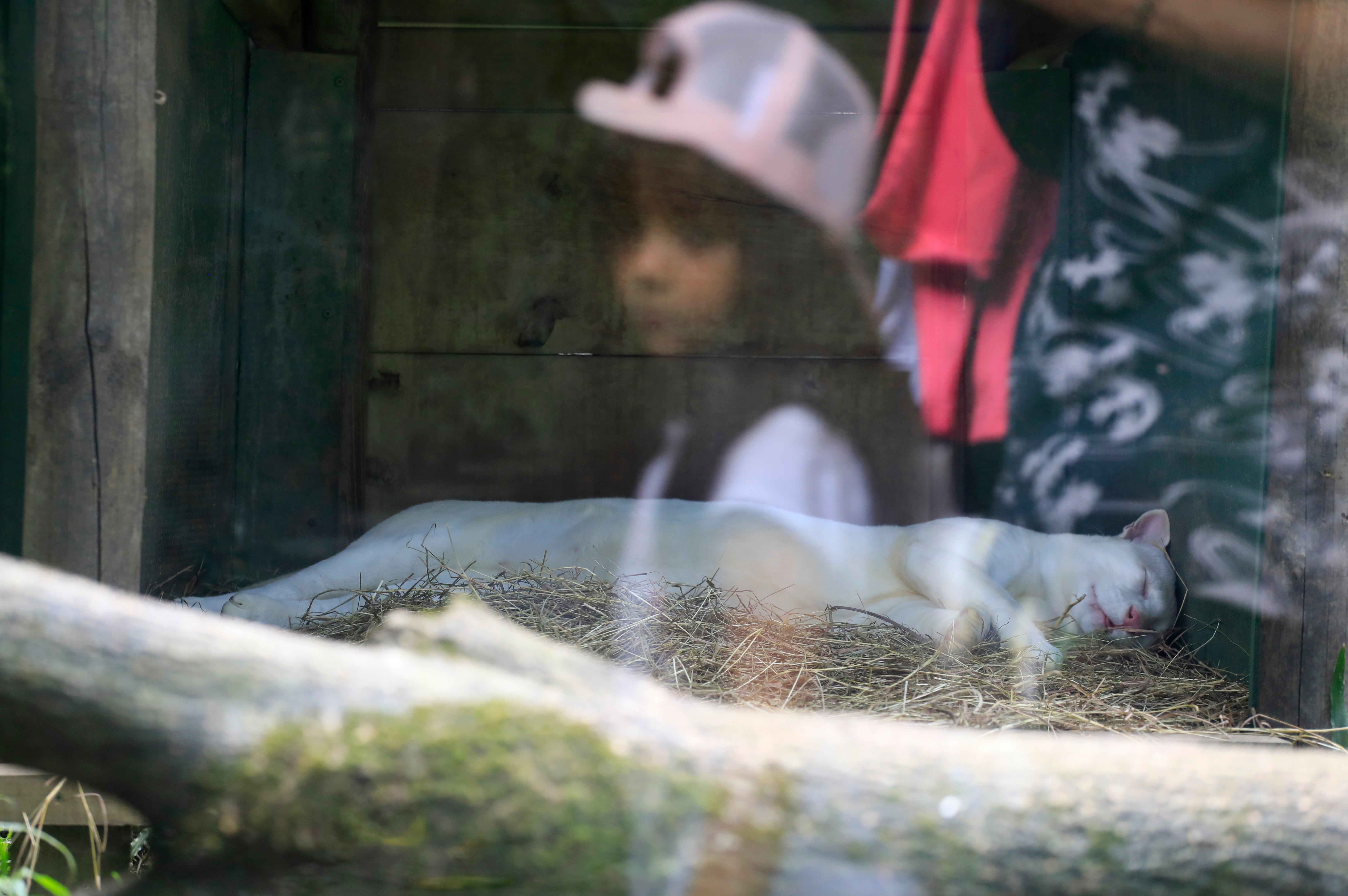COLOMBIA-OCELOTE ALBINO