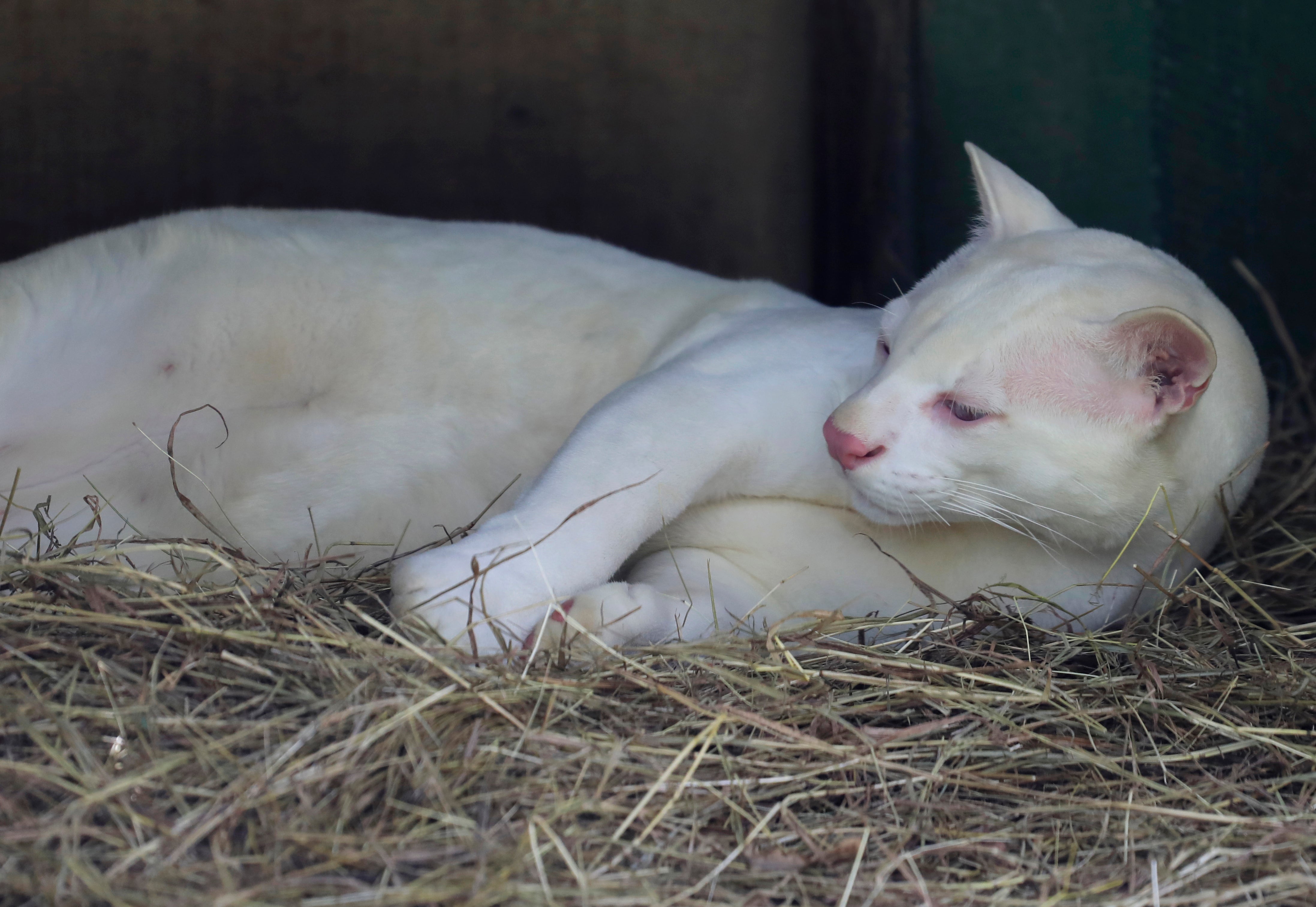COLOMBIA-OCELOTE ALBINO