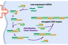 Investigación con ADN podría allanar el camino hacia la cura del cáncer, afirman científicos japoneses