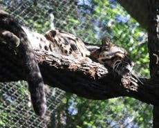Investigan cómo se fugó una leoparda en zoo de Dallas