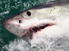 Tiburón blanco decapita a un buzo frente a pescadores en la costa de México