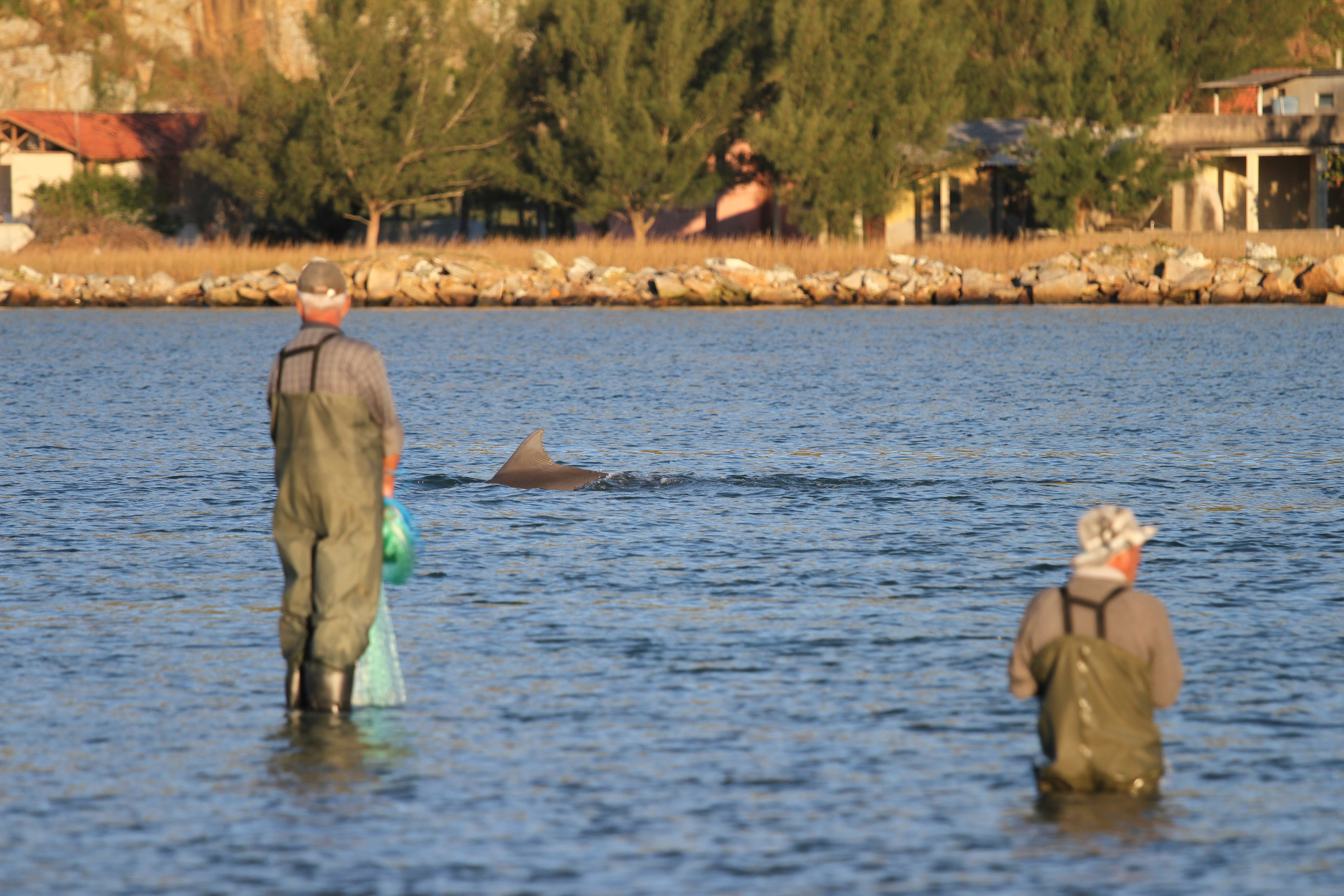 BRASIL-DELFINES AYUDAN A PESCADORES