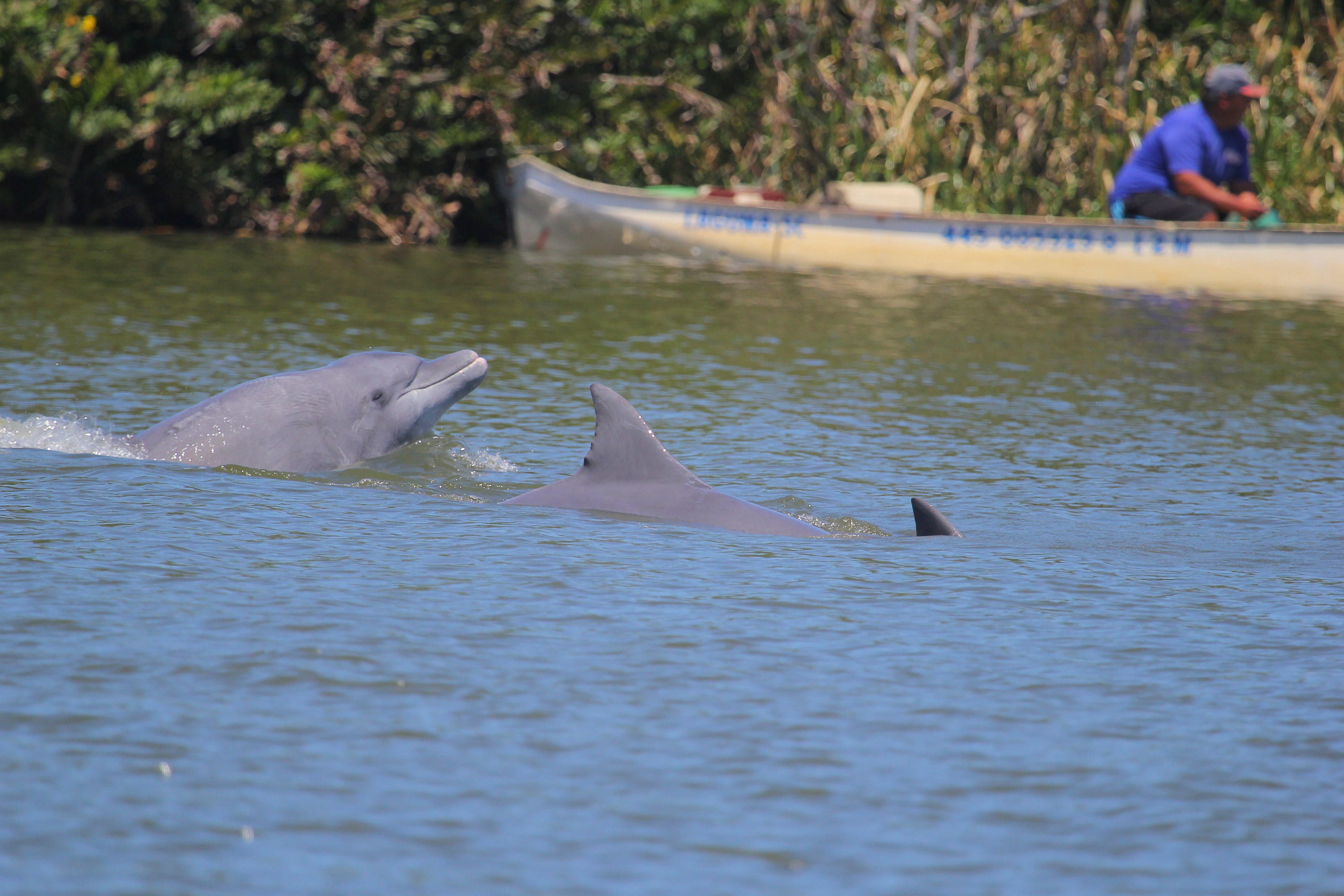 BRASIL-DELFINES AYUDAN A PESCADORES