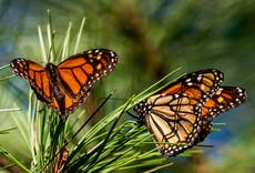 Repuntan las mariposas monarca que hibernan en California