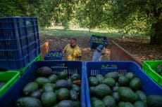 La peligrosa ruta de los aguacates mexicanos al Super Bowl