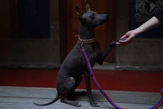 Dios, amigo y guía: no hay otro perro como el Xolo en México