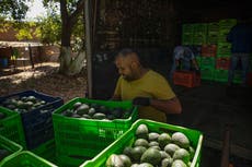 La peligrosa ruta de los aguacates mexicanos al Super Bowl