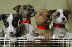 Gen Z prefiere gastar dinero en su mascota que en vacaciones