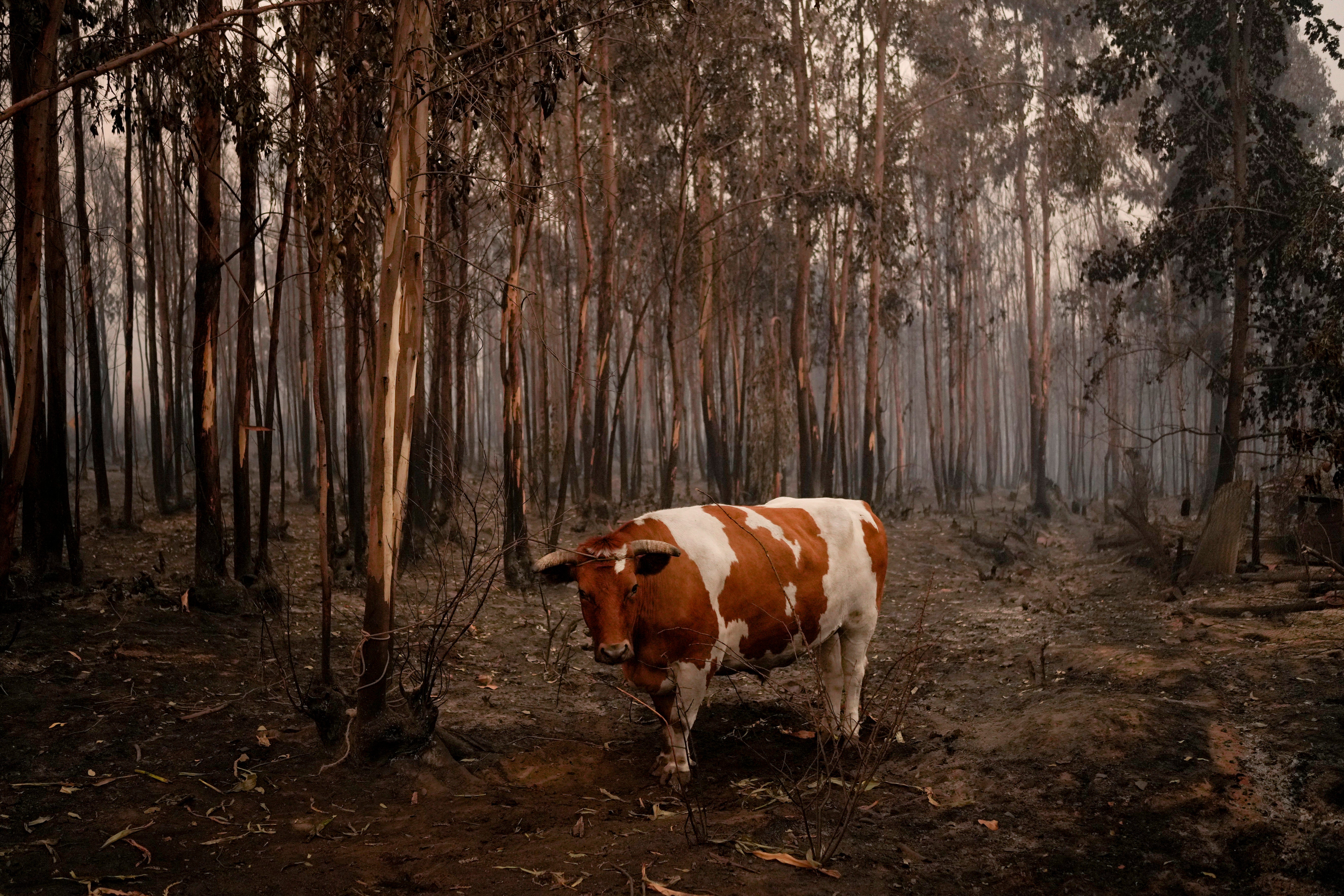 CHILE-INCENDIOS FORESTALES