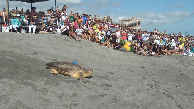 FLORIDA-TORTUGA