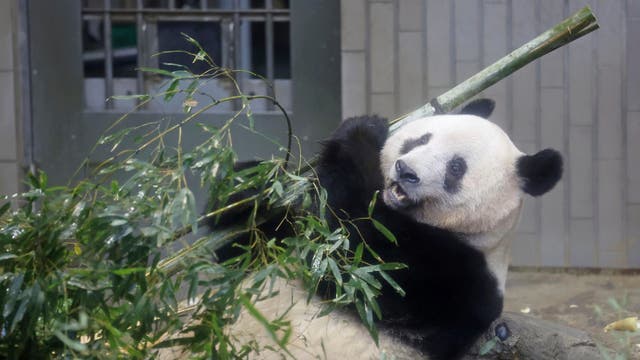 JAPÓN-PANDA