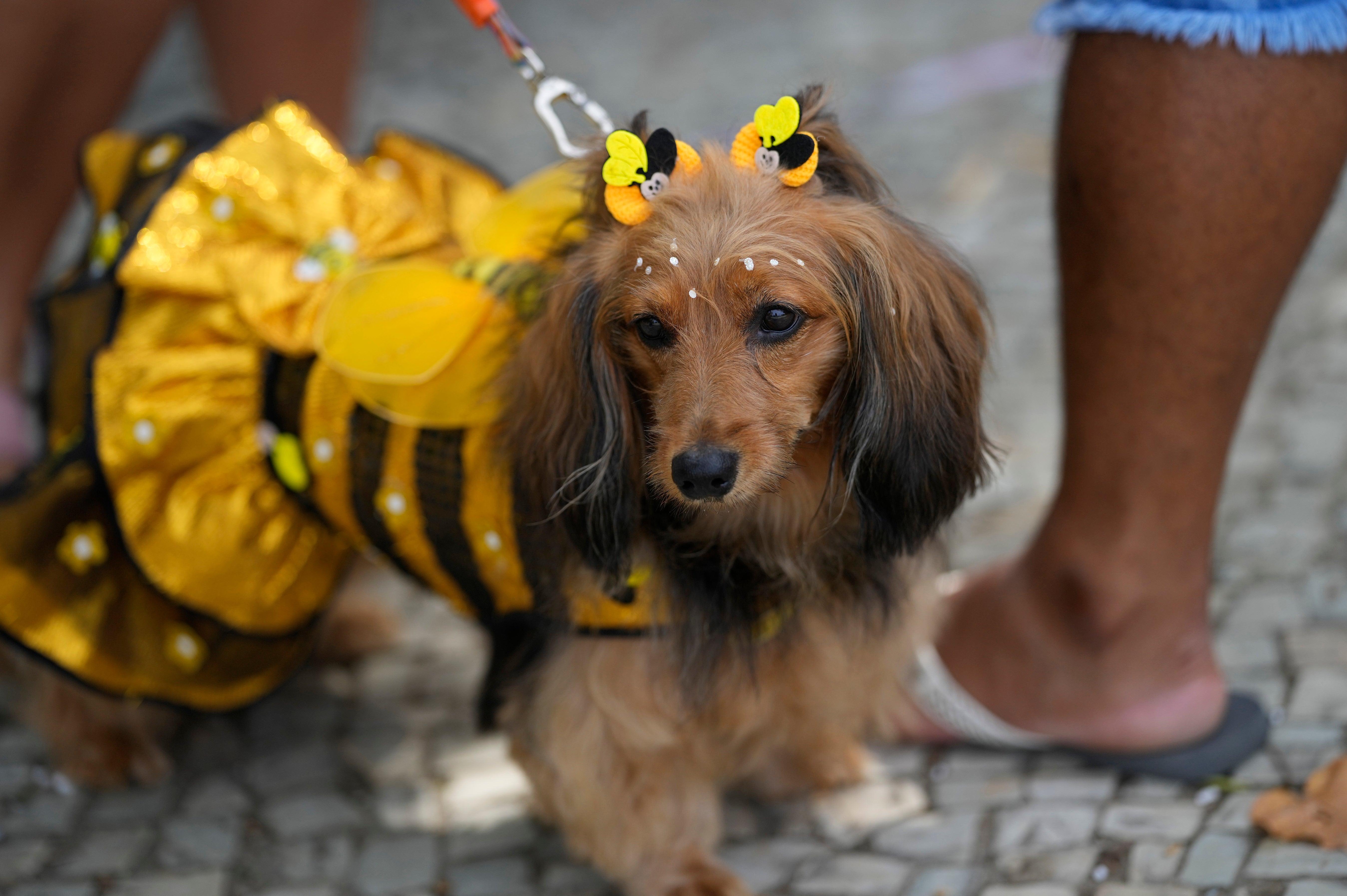 BRASIL-CARNAVAL-PERROS