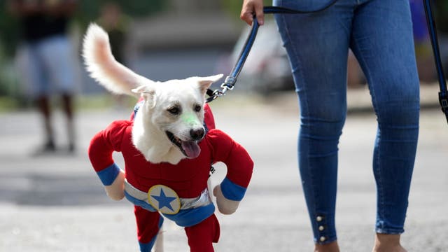 BRASIL-CARNAVAL-PERROS