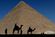 Denuncian maltrato de camellos y caballos cerca de las pirámides de Egipto