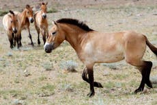 Estudio: La equitación se remonta a 5.000 años de antigüedad