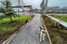 Perros de Chernóbil enseñan sus recursos para sobrevivir