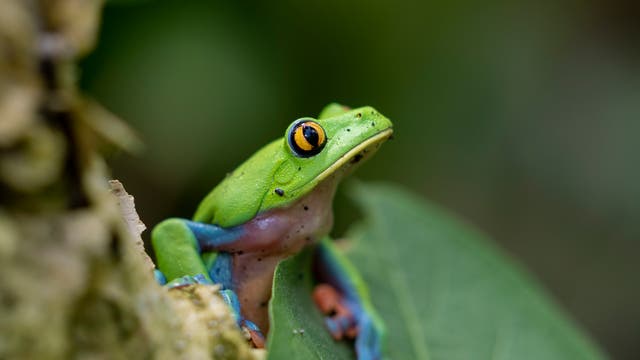 COSTA RICA-REFORESTACIÓN