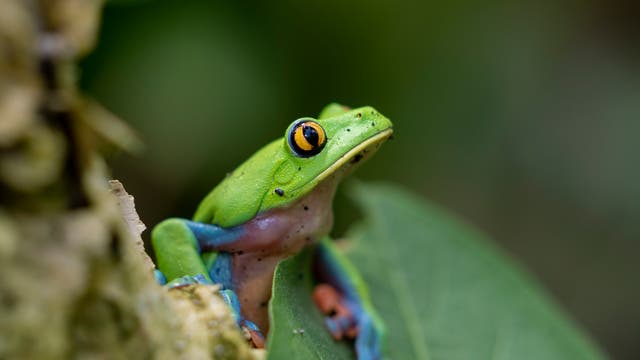 COSTA RICA-REFORESTACIÓN