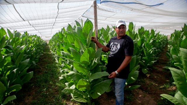 CUBA-TABACO