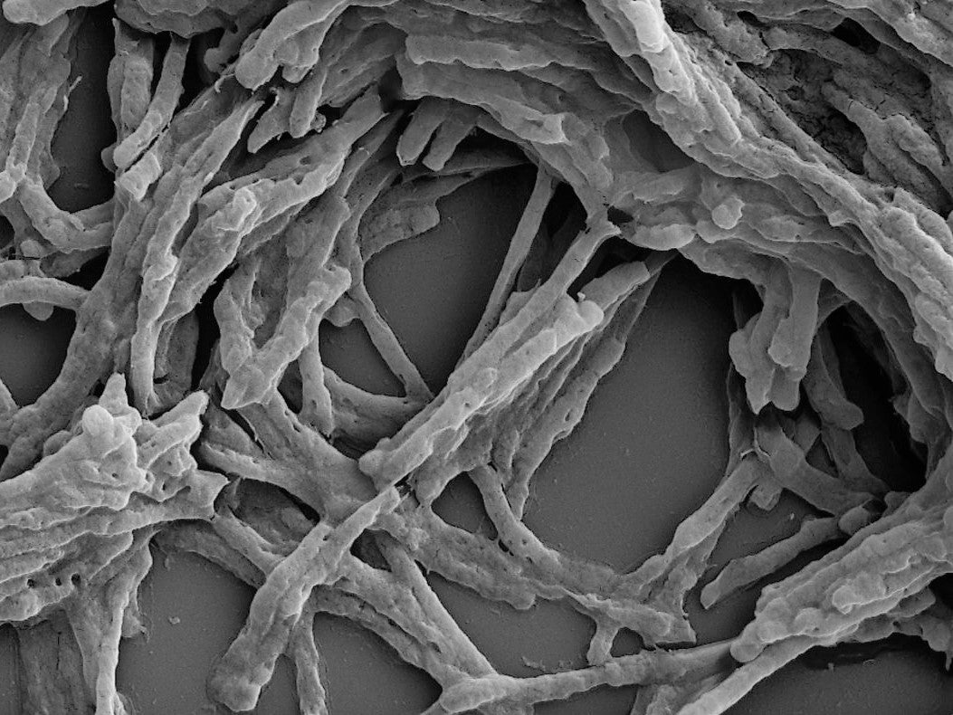 ¿Cómo una enzima puede producir energía “de la nada”? Científicos australianos lo descubren