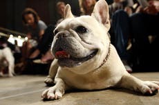 El bulldog francés es la raza canina más popular de EEUU