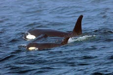 Investigación indica que endogamia es un problema para orcas
