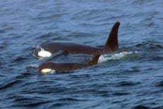 Investigación indica que endogamia es un problema para orcas