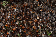 Disminuye número de mariposas monarca que invernan en México