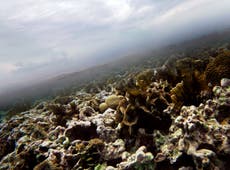Demanda contra EEUU intenta proteger corales caribeños