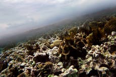 Demanda contra EEUU intenta proteger corales caribeños