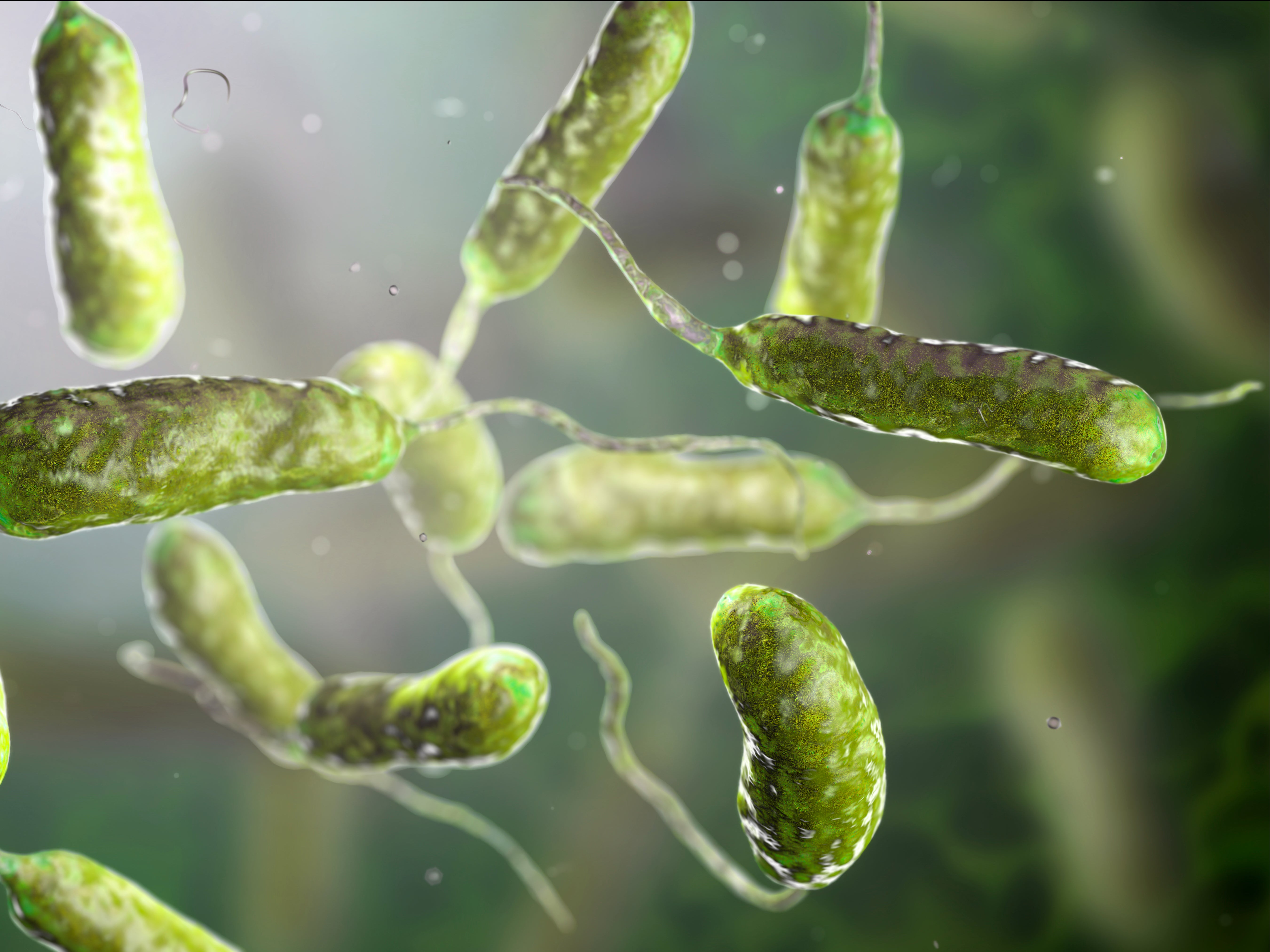 Aproximadamente una de cada cinco personas infectadas con Vibrio vulnificus muere a causa de la enfermedad