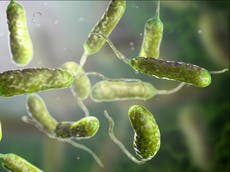 EE. UU.: aumentan las muertes por bacteria que destruye tejidos