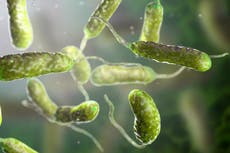 Alerta por aumento inusual de muertes por bacteria come carne desconcierta a expertos