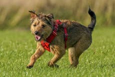 Los mitos que los dueños de mascotas creen sobre perros y gato