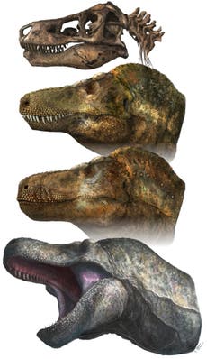 T. rex podría haber tenido labios que cubrieran sus dientes