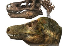 T. rex podría haber tenido labios que cubrieran sus dientes