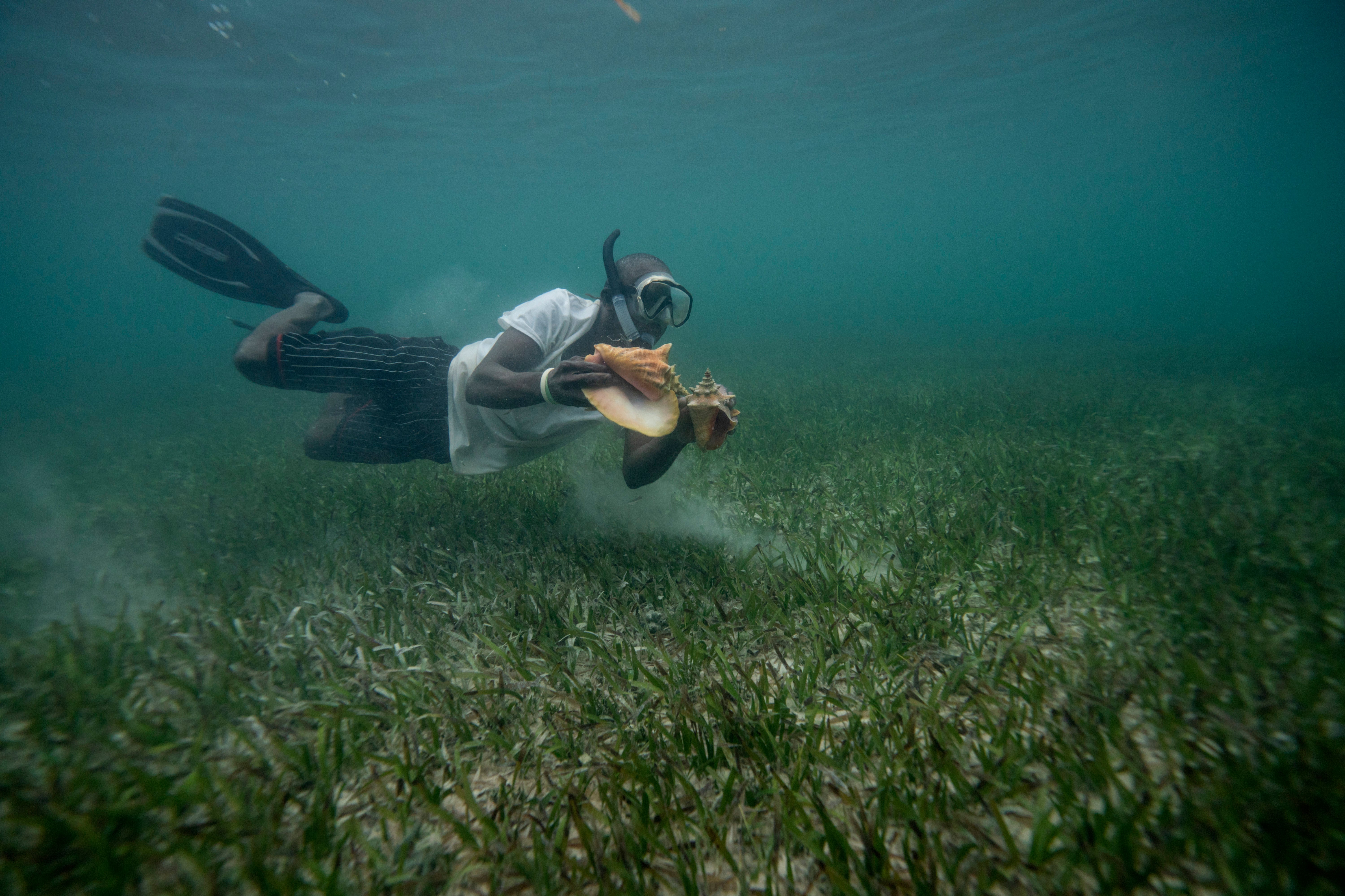 ÚLTIMO PLATILLO DEL OCÉANO-CARACOL ROSADO