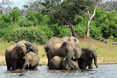 África: prospección en Okavango afecta a locales, naturaleza