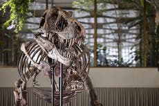 Subastan enorme esqueleto de tiranosaurio rex en Suiza