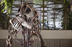 Subastan enorme esqueleto de tiranosaurio rex en Suiza