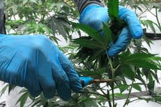EEUU: Marihuana legal enfrenta sobreproducción