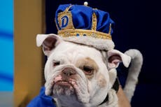 Universidad Drake corona a la perra bulldog más bonita