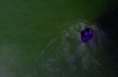 Descubren el segundo agujero azul más grande del mundo en costas mexicanas