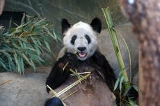 La panda gigante Ya Ya regresa a China tras 20 años en EEUU