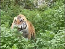 Espeluznante vídeo muestra a un tigre abalanzándose sobre turistas en safari en la India