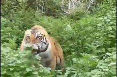 Espeluznante vídeo muestra a un tigre abalanzándose sobre turistas en safari en la India