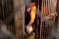 Transfieren animales de zoológico de Puerto Rico a Colorado