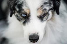 ¿Qué razas de perros son las más mimadas?