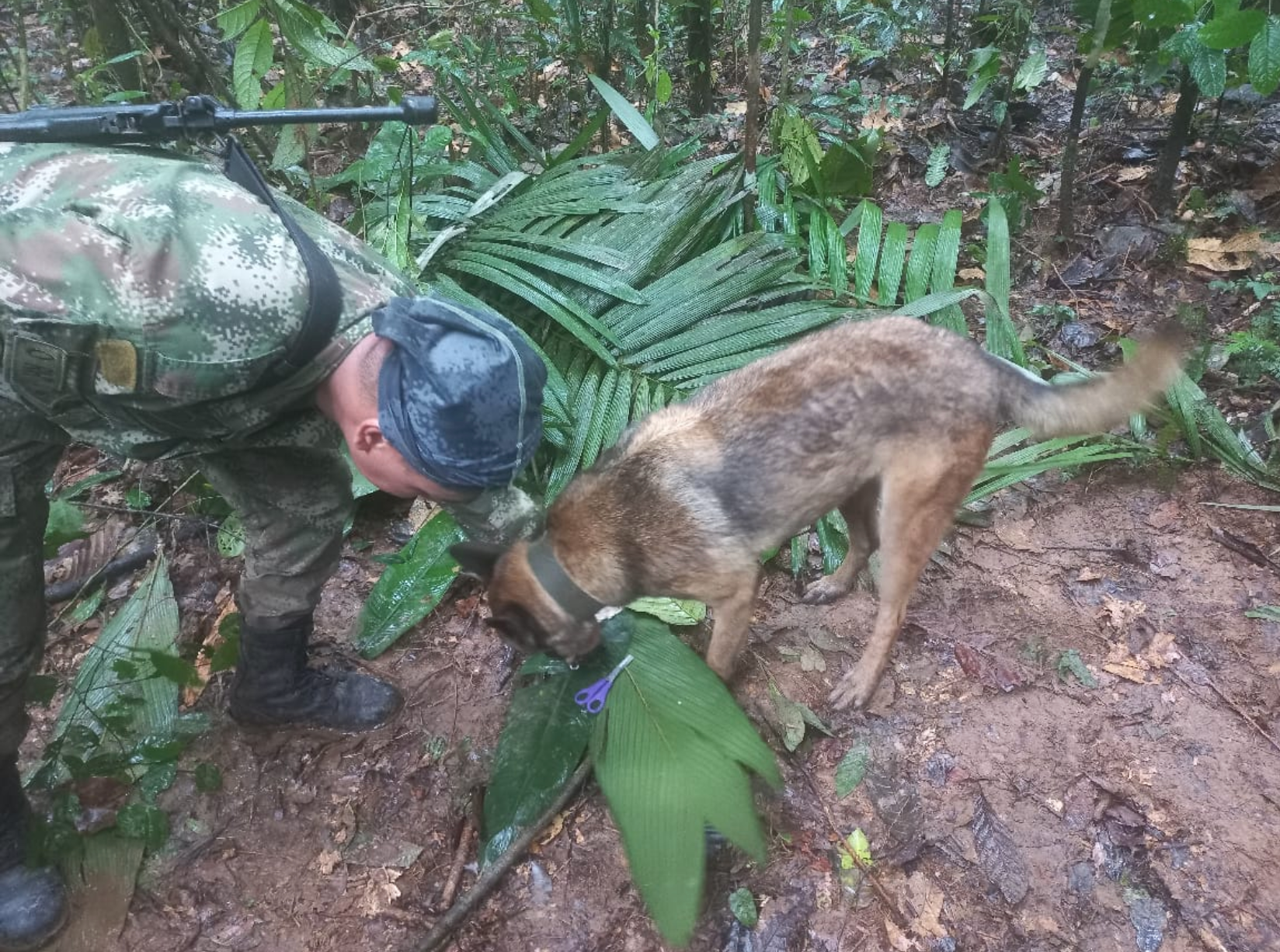 Los esfuerzos por encontrarlos se intensificaron después de que los equipos de rescate, incluidos perros de búsqueda, hallaran fruta desechada que los niños comieron para sobrevivir y refugios improvisados con vegetación de la selva