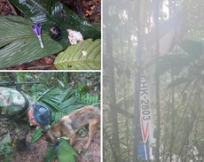 Según las autoridades, cuatro niños sobrevivieron a un accidente en la selva colombiana; luego desaparecieron